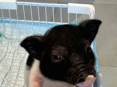 -怪兽屋·羊驼·猫咖·狗咖(俊华广场店)