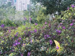 -九龙公园