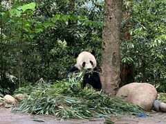 -中国大熊猫保护研究中心雅安碧峰峡基地