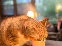 -咖法森林·咖啡  酒吧(天河店)