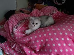 -lincat·猫舍(广州店)