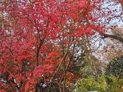 -杭州半山国家森林公园