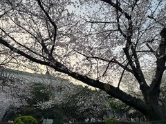 -武汉大学-樱园