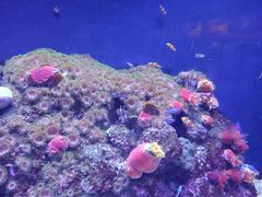 -上海海洋水族馆