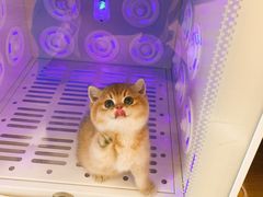 -猫十亿·布偶金渐层·曼基康矮脚猫舍(青年路店)