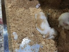 -上海大自然野生昆虫馆(东方明珠·爬宠昆虫探索中心)