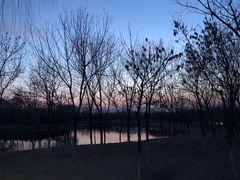 -大兴滨河森林公园