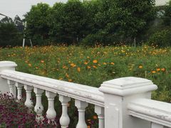 -百万葵园