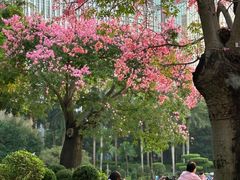 -荔香公园