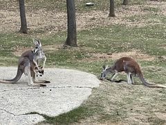 -合肥野生动物园