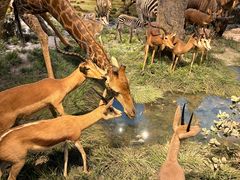 -国家自然博物馆