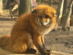 -宫城藏王狐狸村