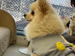 -怪兽屋·羊驼·猫咖·狗咖(俊华广场店)