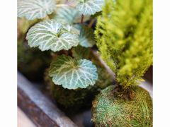 -双季花艺园艺市场(浦东店)