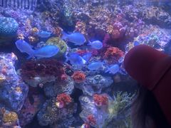 -暹罗海洋世界