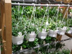 -鹿岛会员店 (龙湖三千集天街店)