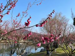 -玄武湖景区-情侣园游乐场