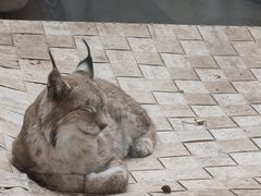 -青藏高原野生动物园