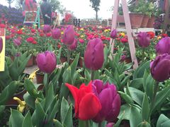 乐天花谷-乐天花谷