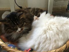 -Anne猫窝咖啡屋