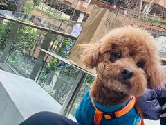 -瑞虹新天地月亮湾