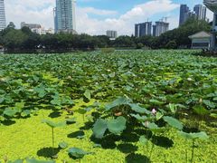 -荔湾湖公园