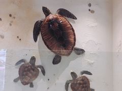 -芒洲湿地公园
