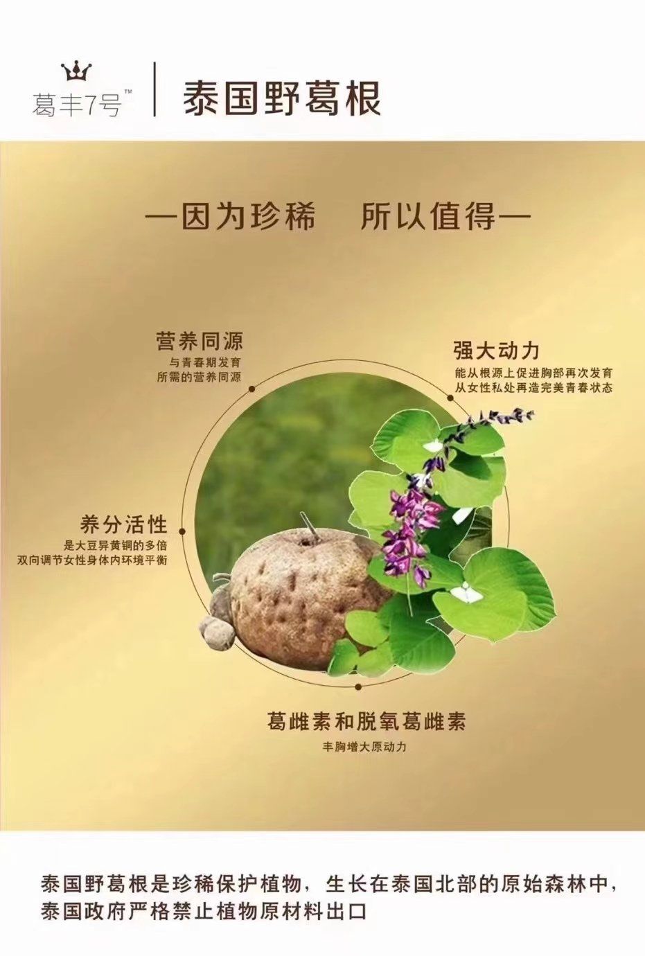 白高颗是一种神奇的野葛根植物,是泰国国宝