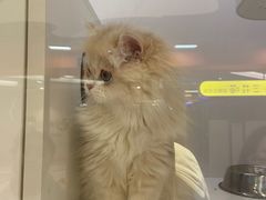 -三花喵·撸猫购宠·宠物生活馆(虹桥南丰城店)