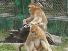 -西安秦岭野生动物园