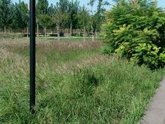 -武清南湖绿博园