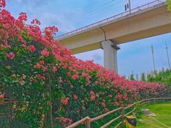 -白鹭湾湿地公园