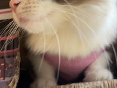-艾吉宠物医院·疑难杂症转诊中心·猫友好(碧江路院)