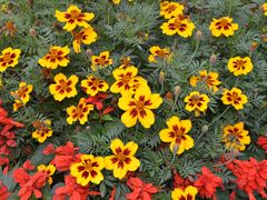 -黑龙江省森林植物园