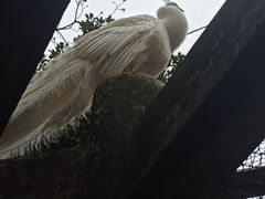 -合肥野生动物园