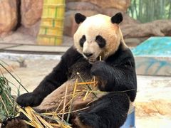 -广州长隆野生动物世界