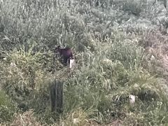 -企鹅岛