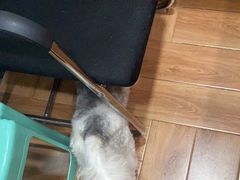 -瑞派名望志远动物医院·猫科·內科·异宠专科(直港大道店)