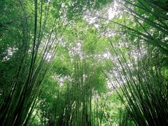 -凤栖山
