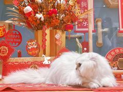 -佐罗家宠物馆·猫文化馆(紫霞路店)