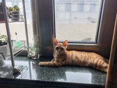 -中农国际动物医院24小时·猫科·骨科·急重症中心