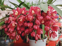 -龙大花卉苗木市场