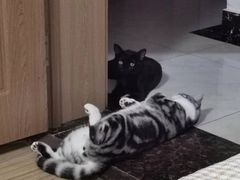 -糯米喵星人总部直营旗舰店·猫舍·幼猫出售