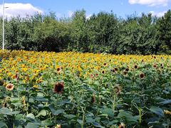 -长白岛森林公园