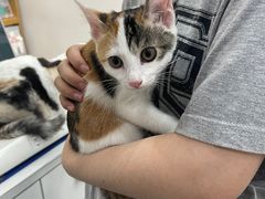 -四月宠物医院·猫专科·心脏专科·内科(转塘店)