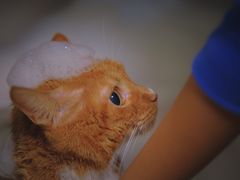 -1013 PET SHOP精品宠物商店(丁香店)
