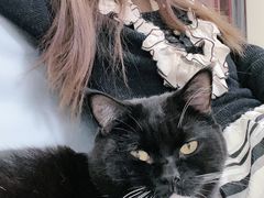 -鼓捣猫呢主题猫咖店