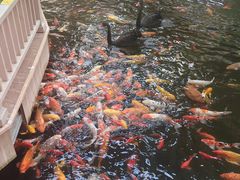 -南宫五洲植物乐园