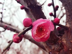 -香雪海