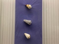 -青岛贝壳博物馆